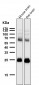 Anti-SNAP25 Rabbit Monoclonal Antibody